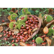 fresh chestnut 40-60pcs per kg